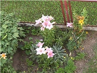 0e177f3f-Picture 010.jpg